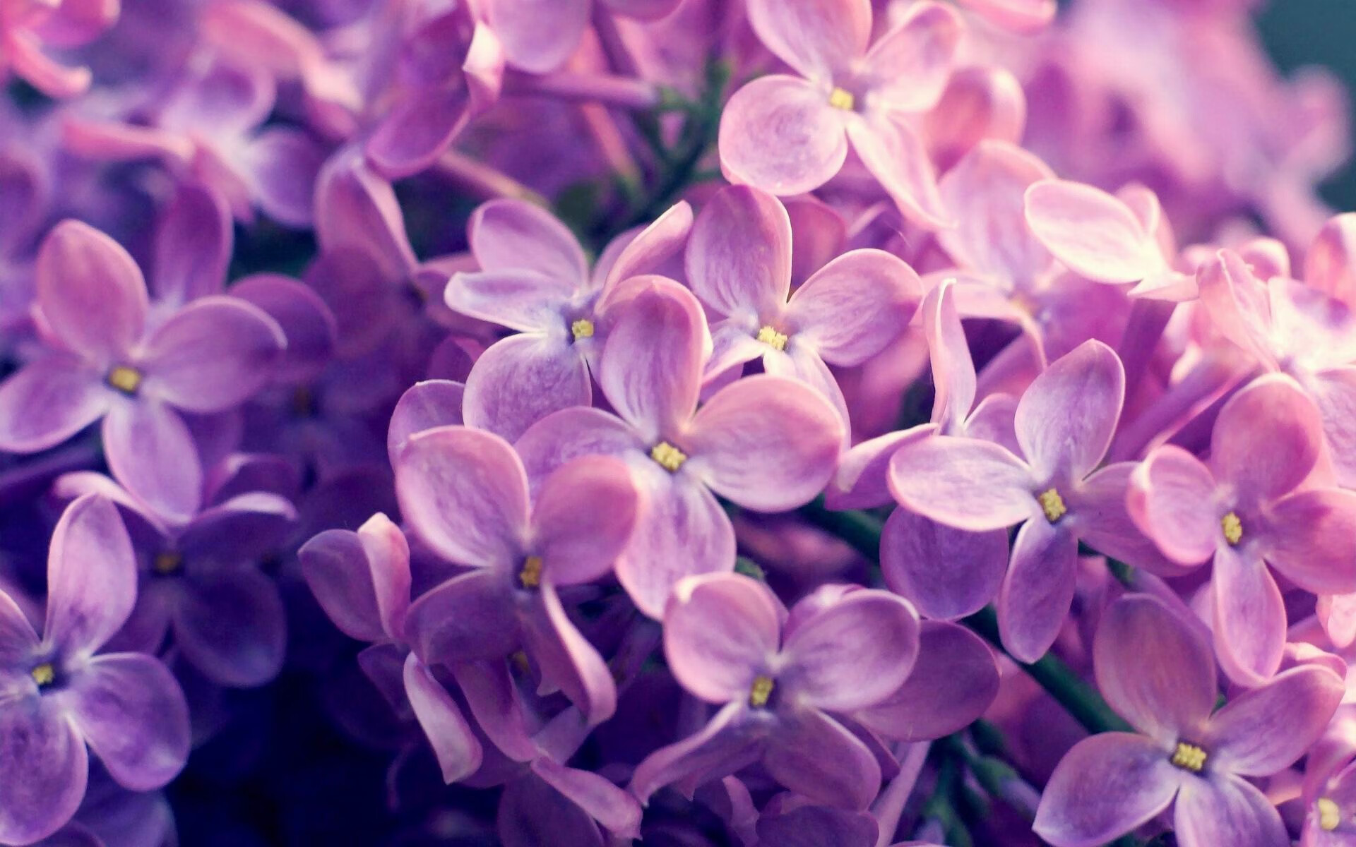 意甲风云变幻:精彩瞬间层出不穷!,意甲巅峰时期