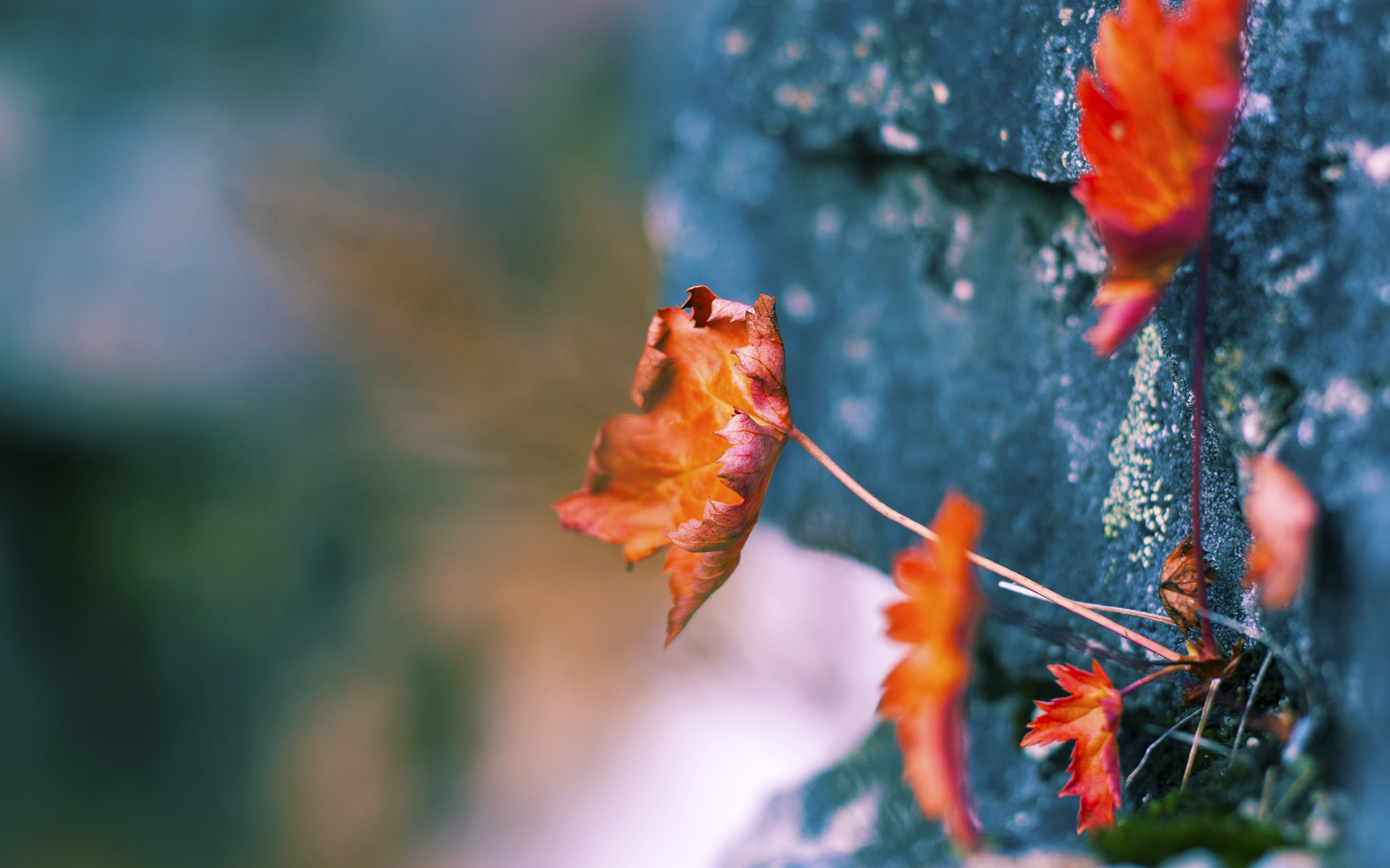 新西兰橄榄球的未来蓝图:从基层到国际舞台,新西兰橄榄球比赛视频