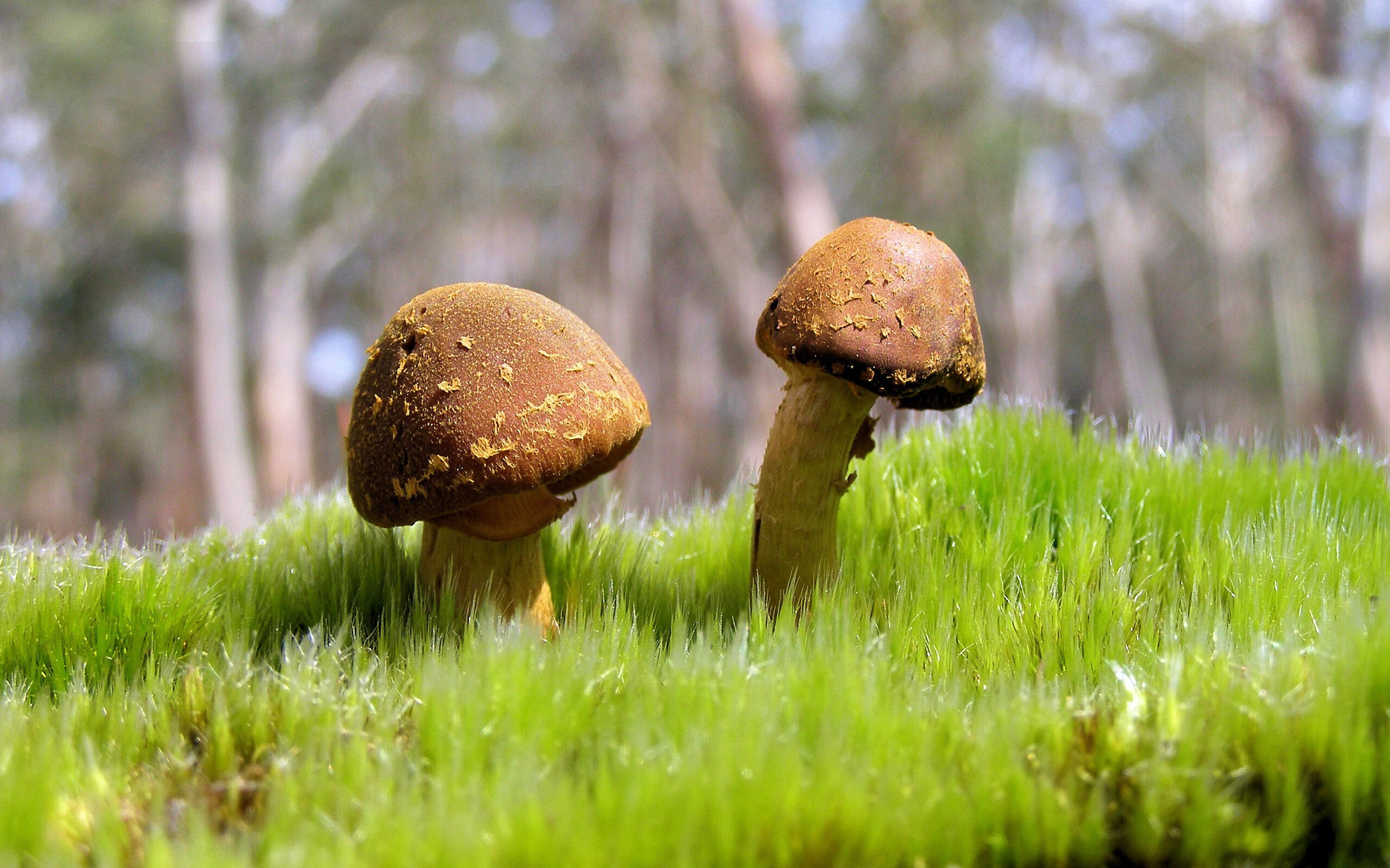 九游体育线上-澳大利亚队期待在亚洲赛场有更多突破